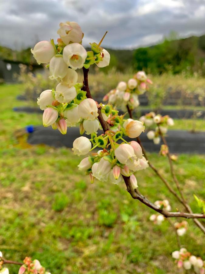 Quinta De Requeixo Villa กิมาไรส์ ภายนอก รูปภาพ